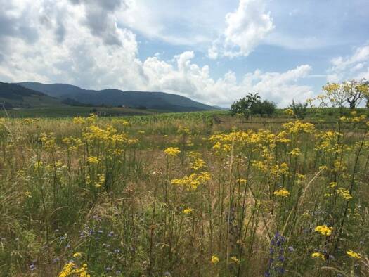 Terrain constructible viabilisé à vendre 95 000 € 500 m² de terrain Saint-Lager 69220