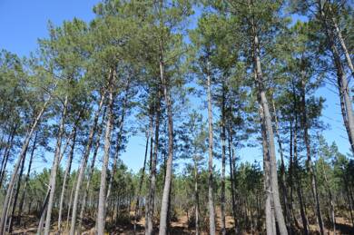 Terrain à vendre 415 000 € 810 m² de terrain Seignosse 40510