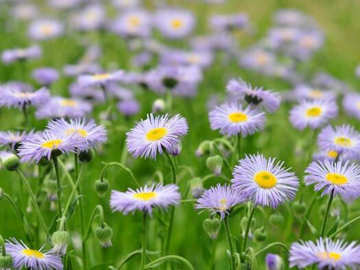 Terrain constructible à vendre 185 000 € 450 m² de terrain Le Teich 33470