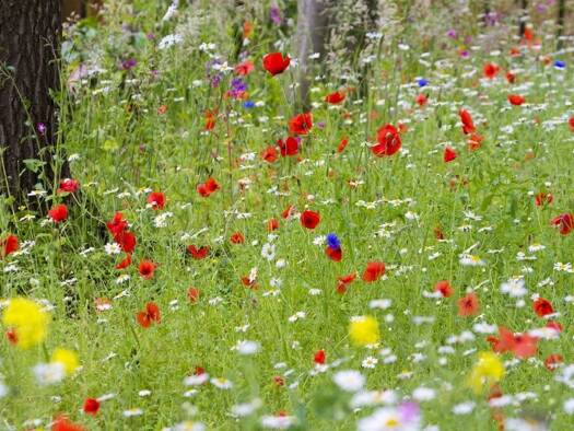 Terrain constructible à vendre 161 000 € 365 m² de terrain Le Teich 33470