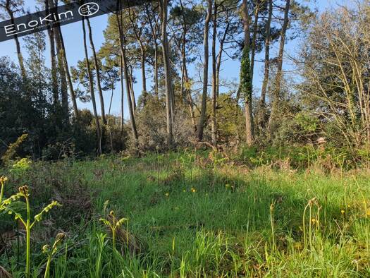 Terrain constructible à vendre 314 800 € 1 187 m² de terrain Jard-sur-Mer 85520