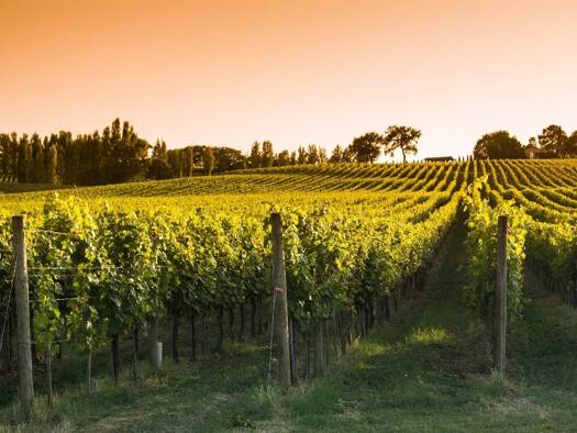 Terrain constructible à vendre 20 000 € 1 050 m² de terrain Chevanceaux 17210