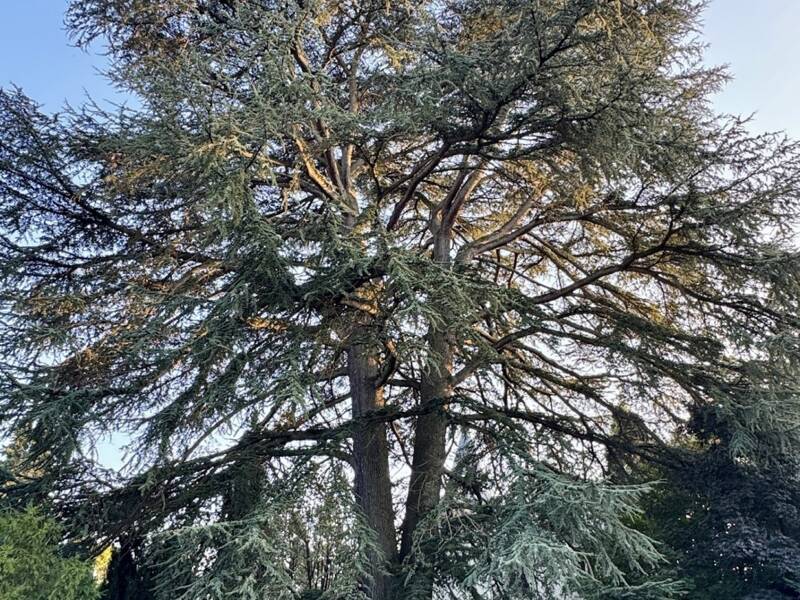 Maison à louer, 181m², TASSIN LA DEMI LUNE