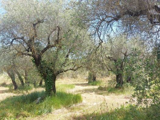 Terrain constructible viabilisé à vendre 550 000 € 2 550 m² de terrain Opio 06650