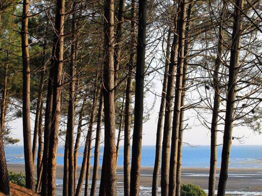 Terrain constructible à vendre 200 000 € 671 m² de terrain Le Porge 33680
