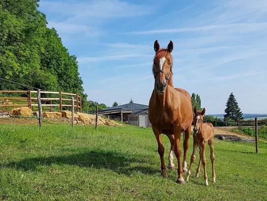 Terrain agricole à vendre 750 000 € 180 m² 29 554 m² de terrain Forbach 57600