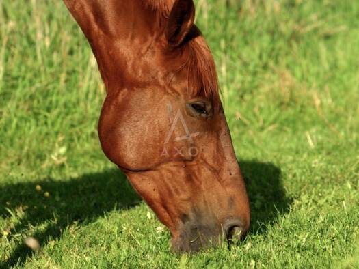 Ferme équestre à vendre 265 000 € 150 m² 30 000 m² de terrain Sées 61500