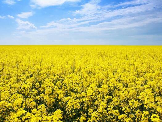 Terrain constructible viabilisé à vendre 105 000 € 2 562 m² de terrain Marchaux-Chaudefontaine 25640