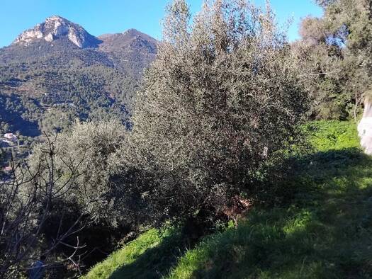 Terrain constructible à vendre 225 000 € 860 m² de terrain Castellar 06500