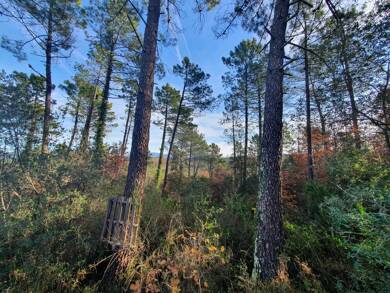 Terrain viabilisé à vendre 170 000 € 1 300 m² de terrain Saint-Paul-en-Forêt 83440