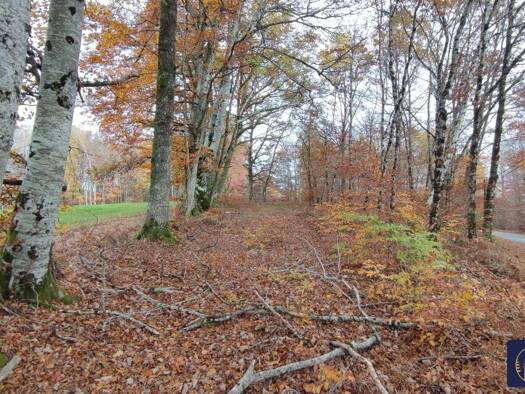 Terrain constructible viabilisé à vendre 25 000 € 2 500 m² de terrain Palisse 19160