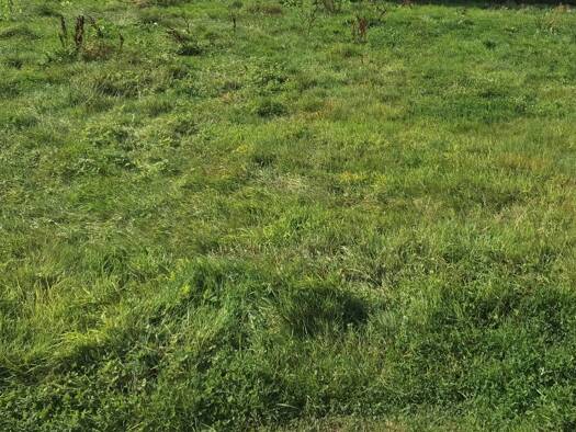 Terrain constructible à vendre 15 000 € 679 m² de terrain Bellou-en-Houlme 61220