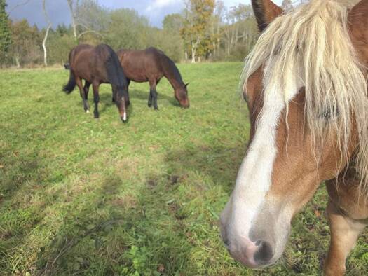 Maison à vendre 299 500 € 5 pièces 3 chambres 112 m² 30 200 m² de terrain La Lande-de-Goult 61320