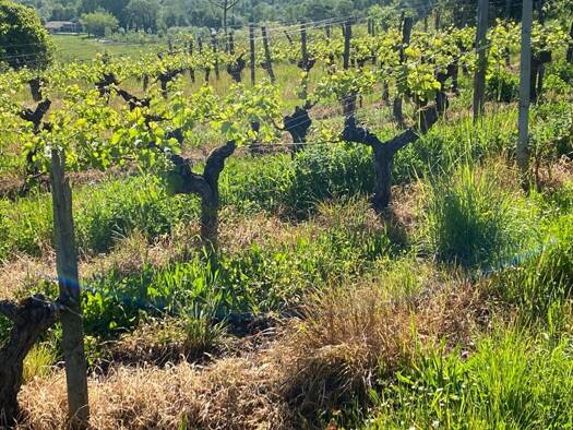 Local commercial à vendre 349 000 € 250 000 m² de surface de vente Saint-Magne-de-Castillon 33350