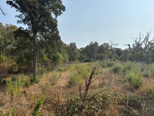 Terrain à vendre 190 000 € 1 585 m² de terrain Figari 20114