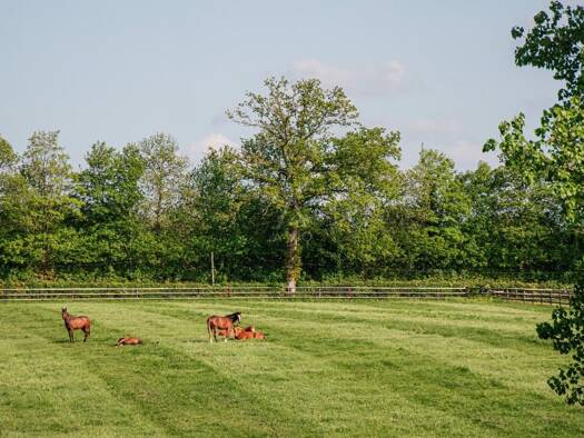 Ferme équestre à vendre 1 900 000 € 670 m² 670 000 m² de terrain Centre La Ferté Macé 61600