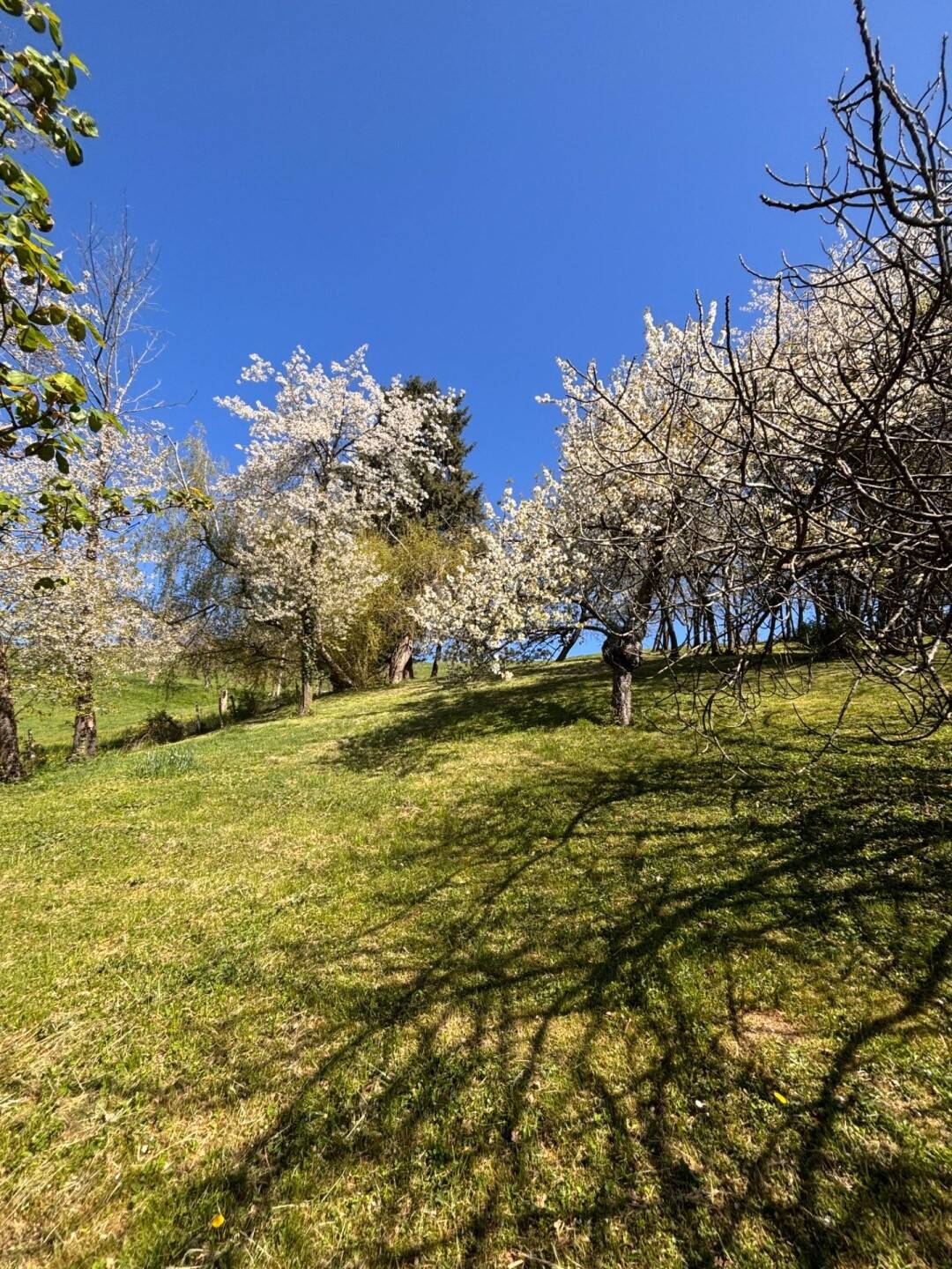 Maison à vendre, 290m², LA COTE SAINT ANDRE