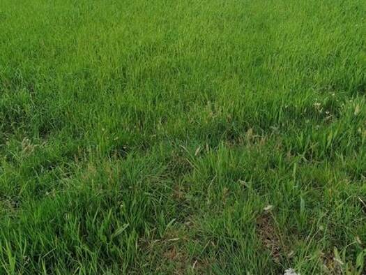 Terrain constructible viabilisé à vendre 88 500 € 442 m² de terrain Baud 56150