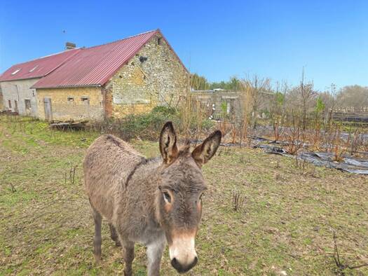 Maison à vendre 290 000 € 7 pièces 4 chambres 184 m² 2 m² de terrain Sainte-Scolasse-sur-Sarthe 61170