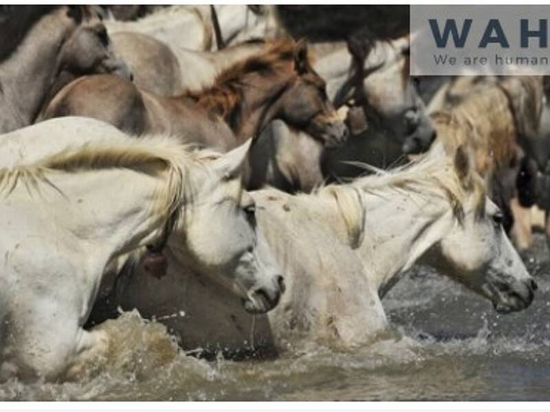 Maison à vendre, 52m², SOMMIERES