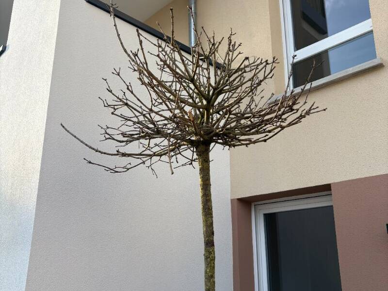 Maison à louer, 49m², METZ
