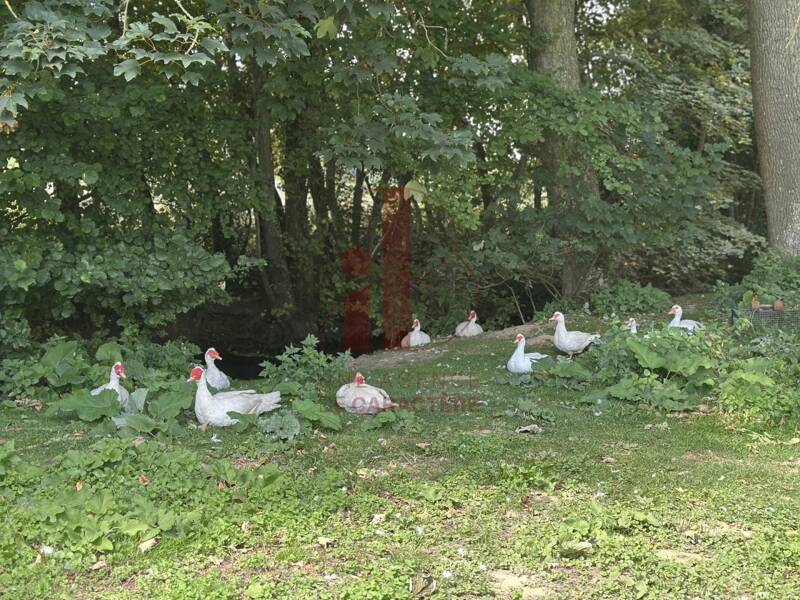 Maison à vendre, 355m², PALEY