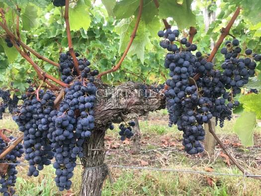 Vignoble à vendre 1 908 000 € 200 m² 50 000 m² de terrain Saint-Émilion 33330