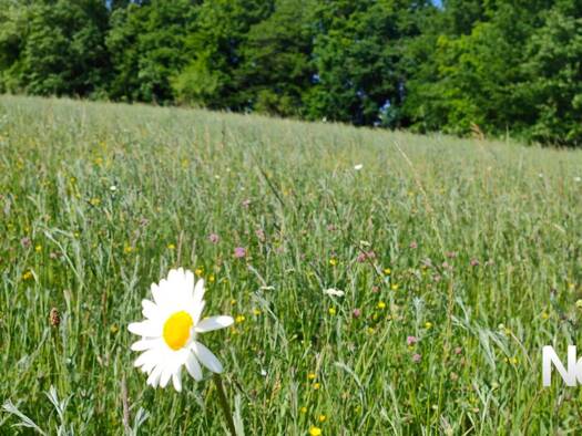 Terrain constructible à vendre 86 000 € 5 060 m² de terrain Rural Est Tulle 19000