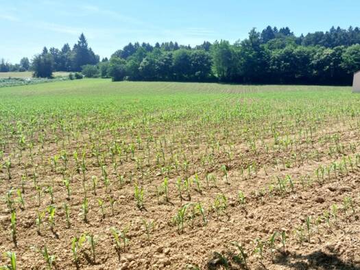 Terrain constructible à vendre 29 000 € 1 533 m² de terrain Glandon 87500