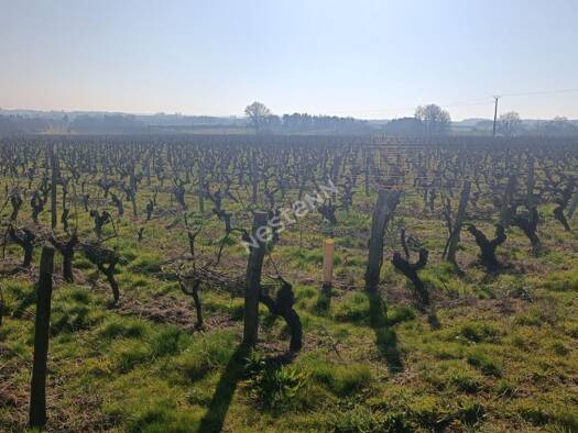 Vignoble à vendre 136 200 € 129 100 m² 129 100 m² de terrain Saint-Aignan 41110