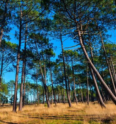 Terrain constructible à vendre 195 000 € 498 m² de terrain Tosse 40230