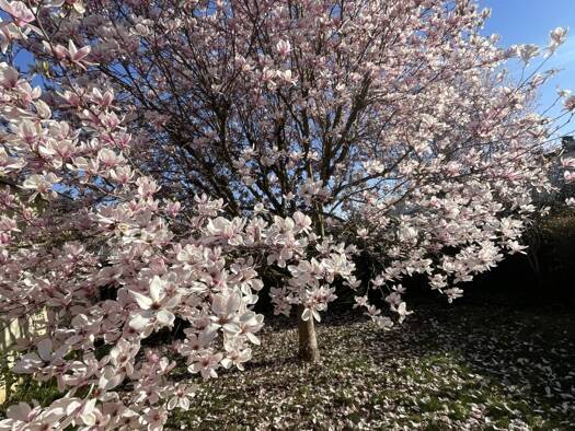 Maison de plain-pied à vendre 198 000 € 3 pièces 2 chambres 55 m² 134 m² de terrain Forêt Épinay-sous-Sénart 91860
