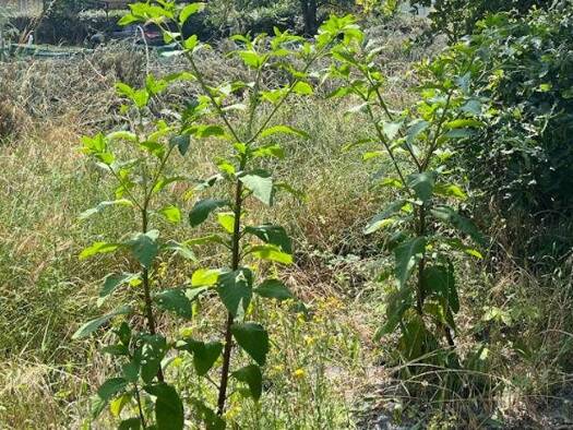 Terrain constructible à vendre 174 400 € 745 m² de terrain Ouest Biganos 33380