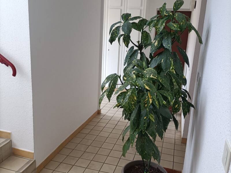 Maison à vendre, 46m², LE TEIL