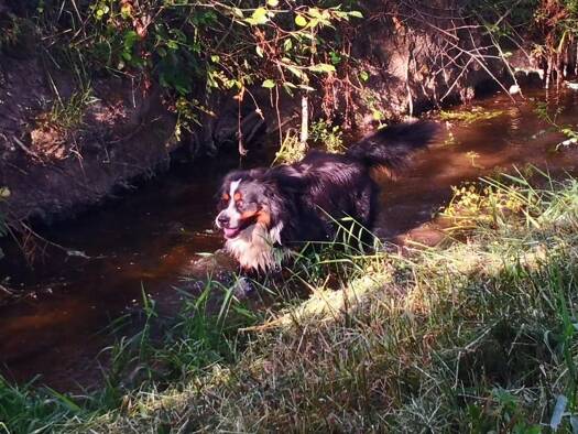 Ferme à vendre 233 000 € 7 pièces 5 chambres 160 m² 74 400 m² de terrain Uzel 22460