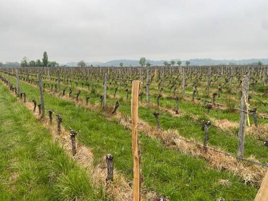 Local commercial à vendre 30 000 € 1 693 m² de surface de vente Saint-Émilion 33330