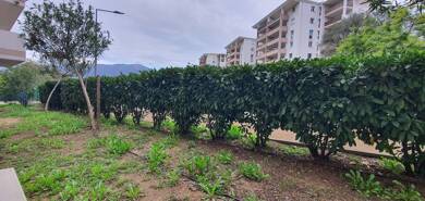 Appartement à louer 550 € 1 pièce 25 m² RDC disponible à partir du 01/06/2025 Sarrola Carcopino 20167