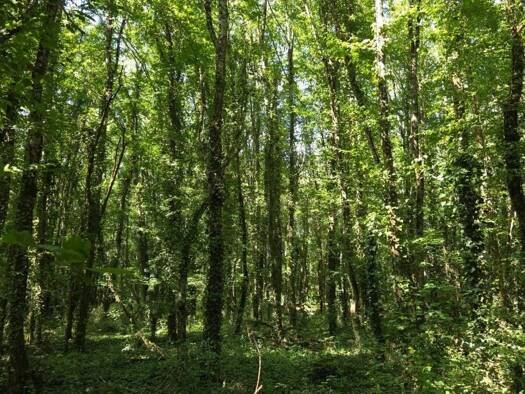 Terrain à vendre 45 000 € 52 654 m² de terrain Saint-Médard 36700