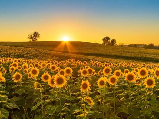 Terrain constructible viabilisé à vendre 44 175 € 589 m² de terrain Marzy 58180