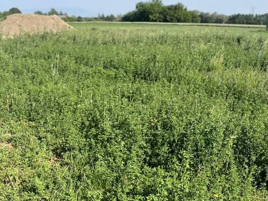 Terrain constructible viabilisé à vendre 69 900 € 402 m² de terrain Saasenheim 67390
