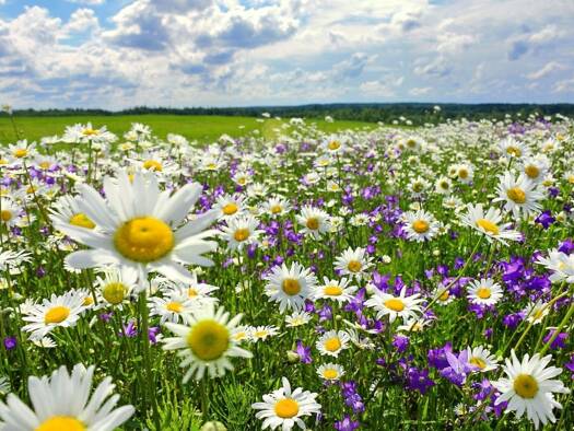 Terrain constructible viabilisé à vendre 50 765 € 923 m² de terrain Saint-Éloi 58000