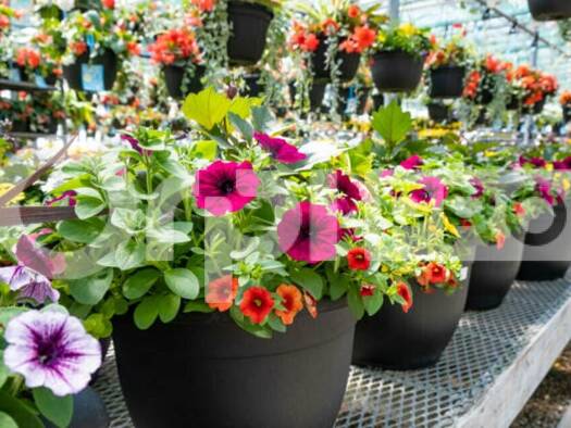 Fleuriste à vendre Fonds de commerce 80 000 € 1 m² de surface de vente Lapalisse 03120