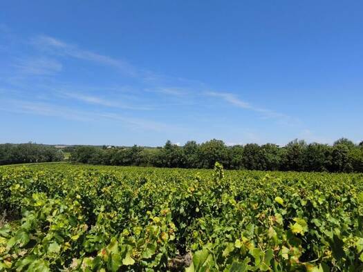 Terrain à vendre 498 000 € 200 000 m² de terrain Visan 84820