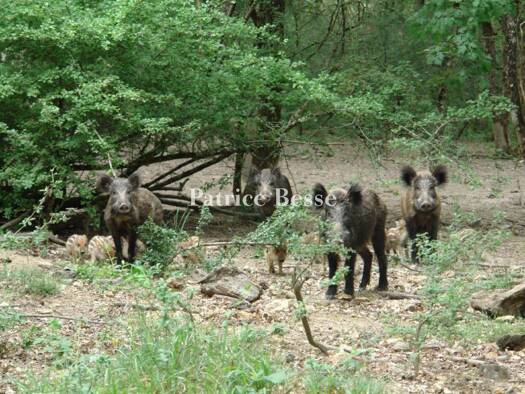 Terrain de chasse à vendre 2 555 000 € 400 m² 2 412 266 m² de terrain Yzeures-sur-Creuse 37290