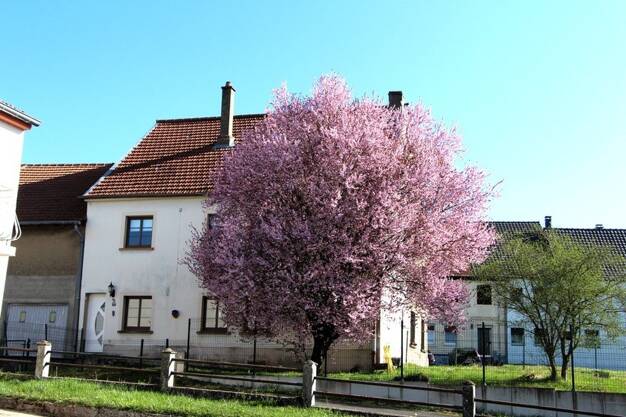 Maison à vendre 73 000 € 4 pièces 3 chambres 107 m² 729 m² de terrain Richeling 57510