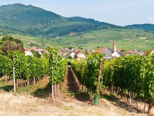 Terrain à vendre 330 000 € 1 000 m² de terrain Wettolsheim 68920