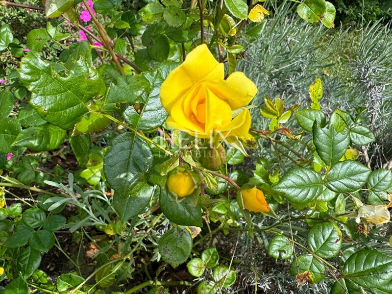 Maison à louer, 120m², CHAMBOURCY
