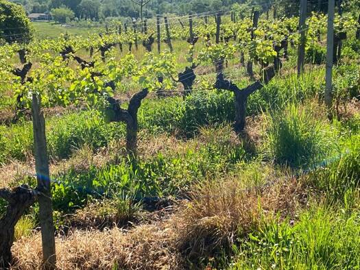 Local commercial à vendre 25 000 € 3 170 m² de surface de vente Saint-Laurent-des-Combes 33330